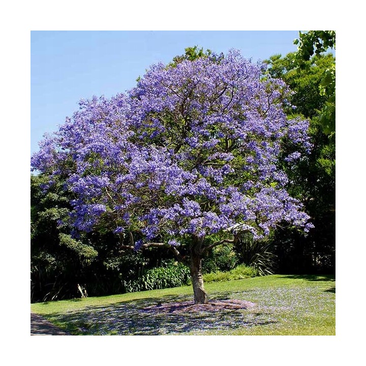 Paulownia „Drzewko Szczęścia” – Zestaw 10 sadzonek 50–70 cm, szybki wzrost i kwiaty