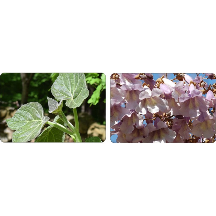 Paulownia „Drzewko Szczęścia” – Zestaw 10 sadzonek 50–70 cm, szybki wzrost i kwiaty