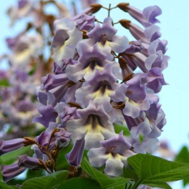 Paulownia drzewko szczęścia tlenowe carskie 30-40 cm...