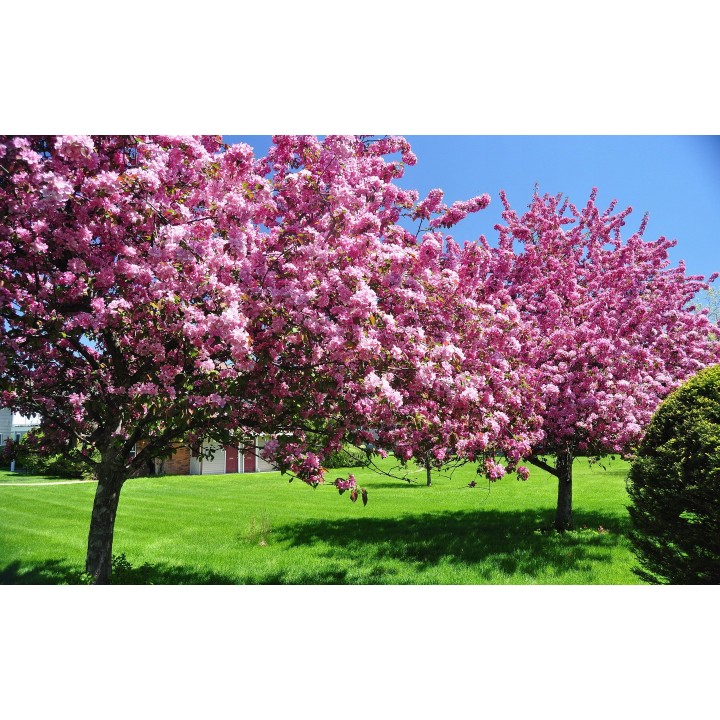 Paulownia (Drzewko Szczęścia) zestaw 10 sadzonek 30–50 cm — szybki wzrost, kwiaty fiołkowe