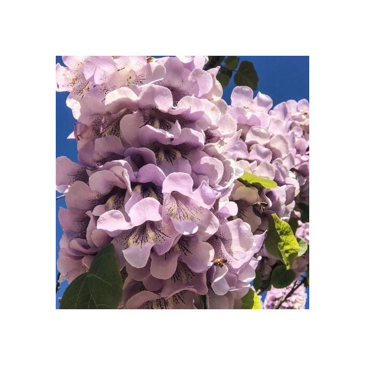 Paulownia „Drzewko Szczęścia” – Zestaw 10 sadzonek 50–70 cm, szybki wzrost i kwiaty