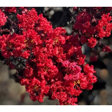 Lagerstroemia indyjska czerwona Petite Red kwitnie...