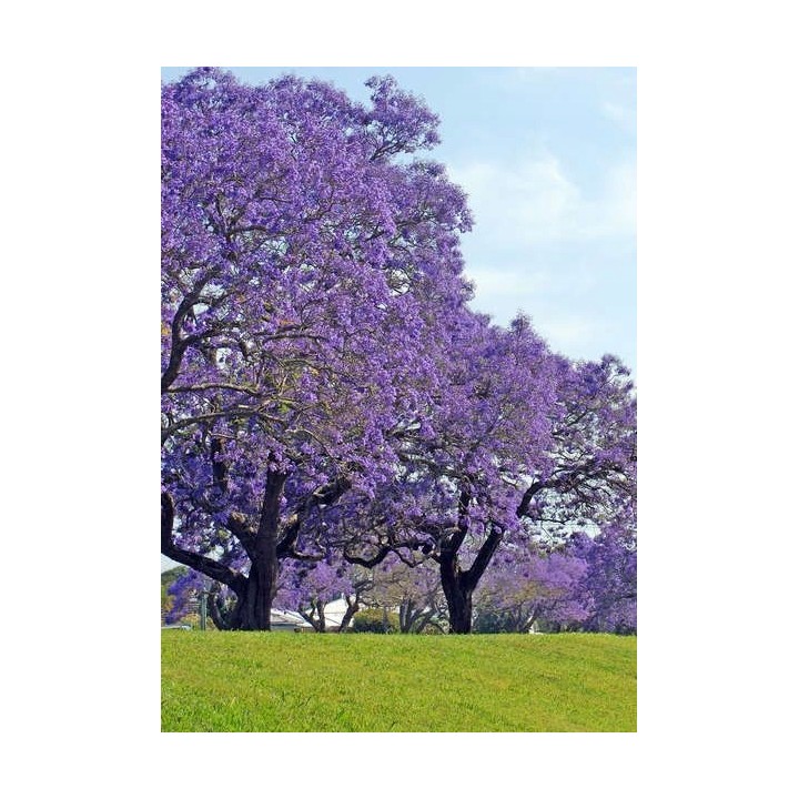 Paulownia (Drzewko Szczęścia) zestaw 10 sadzonek 30–50 cm — szybki wzrost, kwiaty fiołkowe