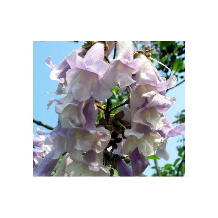 Paulownia „Drzewko Szczęścia” – Zestaw 10 sadzonek 50–70 cm, szybki wzrost i kwiaty
