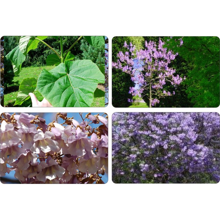 Paulownia (Drzewko Szczęścia) zestaw 10 sadzonek 30–50 cm — szybki wzrost, kwiaty fiołkowe