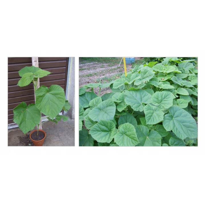 Paulownia „Drzewko Szczęścia” – Zestaw 10 sadzonek 50–70 cm, szybki wzrost i kwiaty