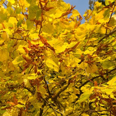 Lipa szerokolistna miododajna mrozoodporna obwód 6-8 cm