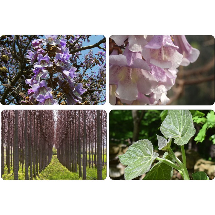 Paulownia „Drzewko Szczęścia” – Zestaw 10 sadzonek 50–70 cm, szybki wzrost i kwiaty