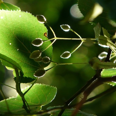 Lipa drobnolistna miododajna zdrowa sadzonki 150-200 cm