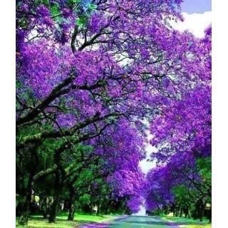 Paulownia cesarskie drzewko szczęścia P9 | Sadzonka 30–40 cm, Klasa Premium