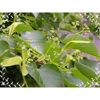 Lipa wonna szczepiona sadzonki miododajne szkółka!