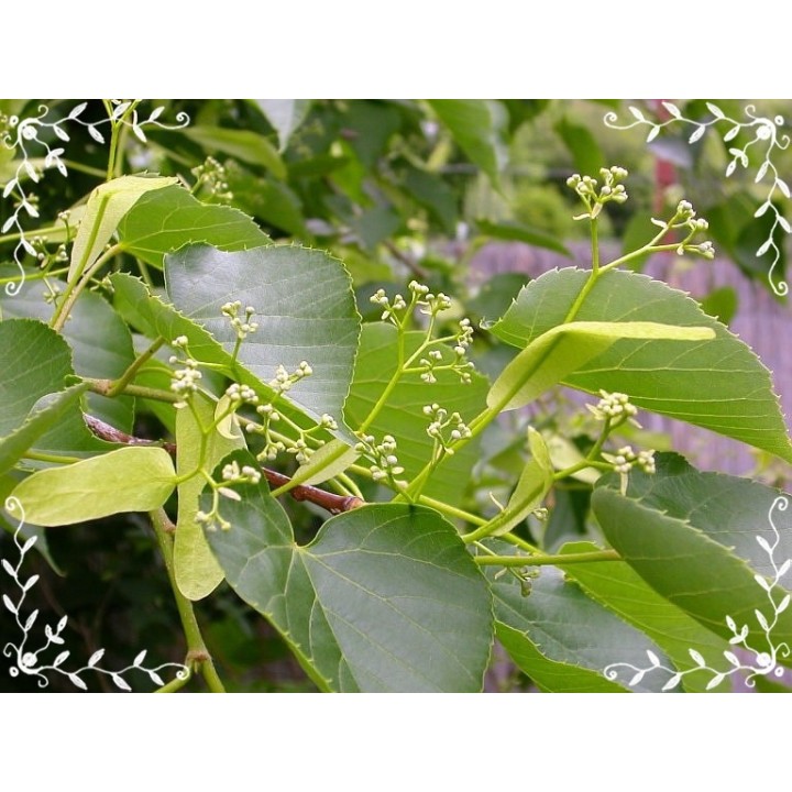 Lipa wonna szczepiona sadzonki miododajne szkółka!