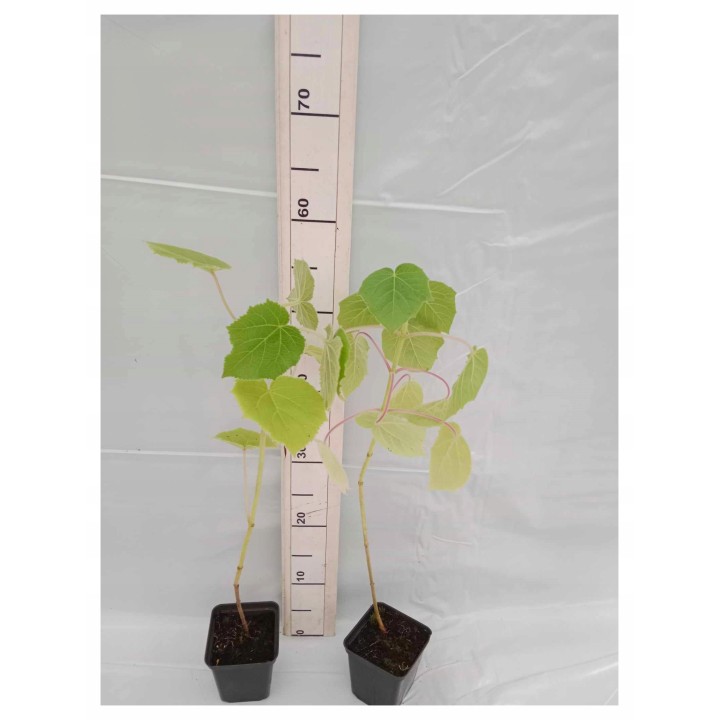 Paulownia cesarskie drzewko szczęścia P9 | Sadzonka 30–40 cm, Klasa Premium