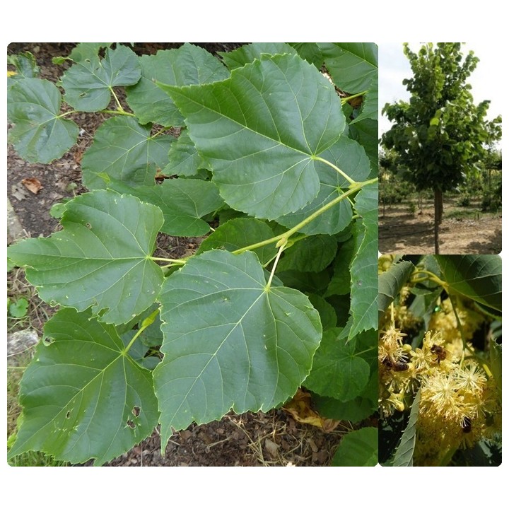 Lipa wonna szczepiona sadzonki miododajne szkółka!