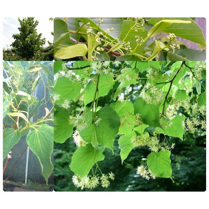 Lipa wonna szczepiona sadzonki miododajne szkółka!