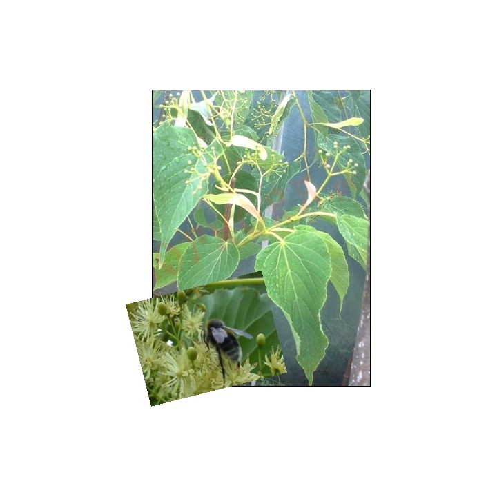 Lipa wonna szczepiona sadzonki miododajne szkółka!