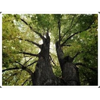 Lipa Moltkiego Dla pszczół Miododajna szczepiona!