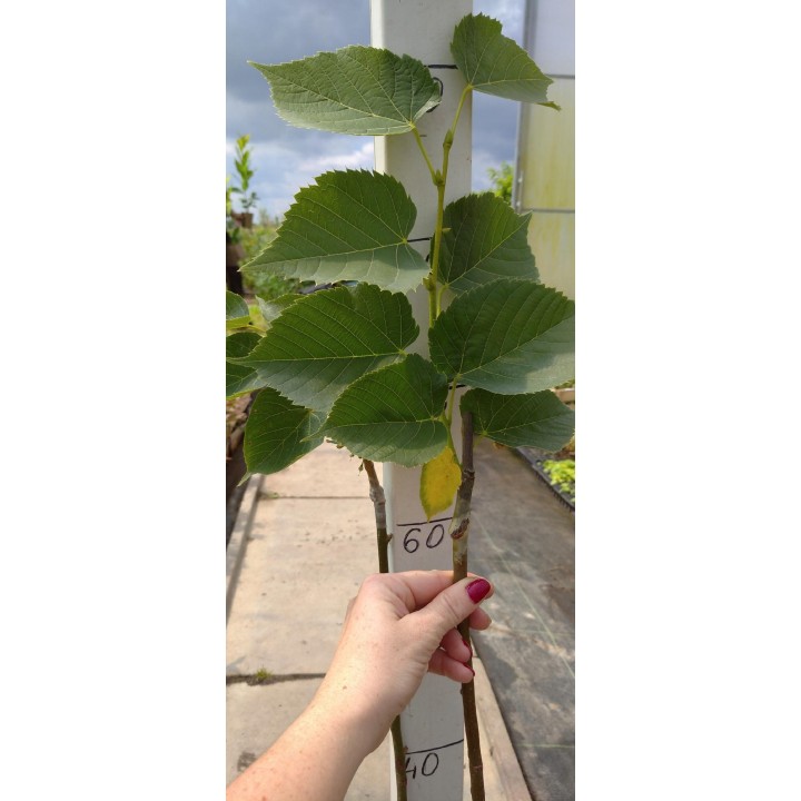 Lipa wonna szczepiona sadzonki miododajne szkółka!