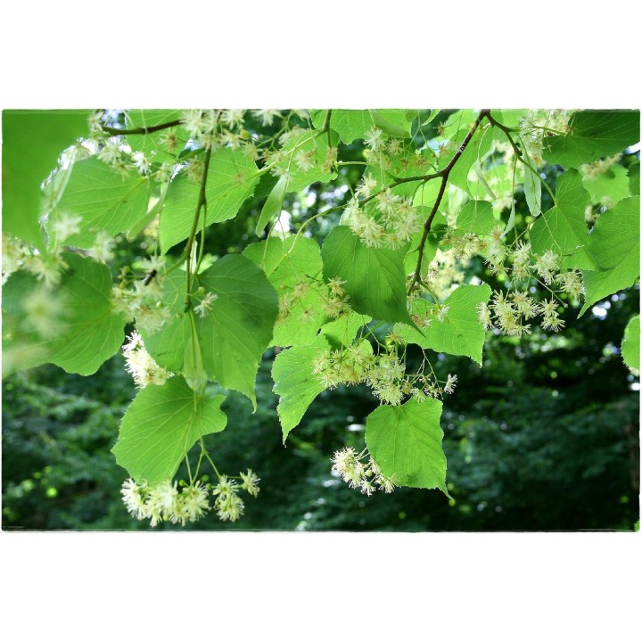 Lipa wonna szczepiona sadzonki miododajne szkółka!