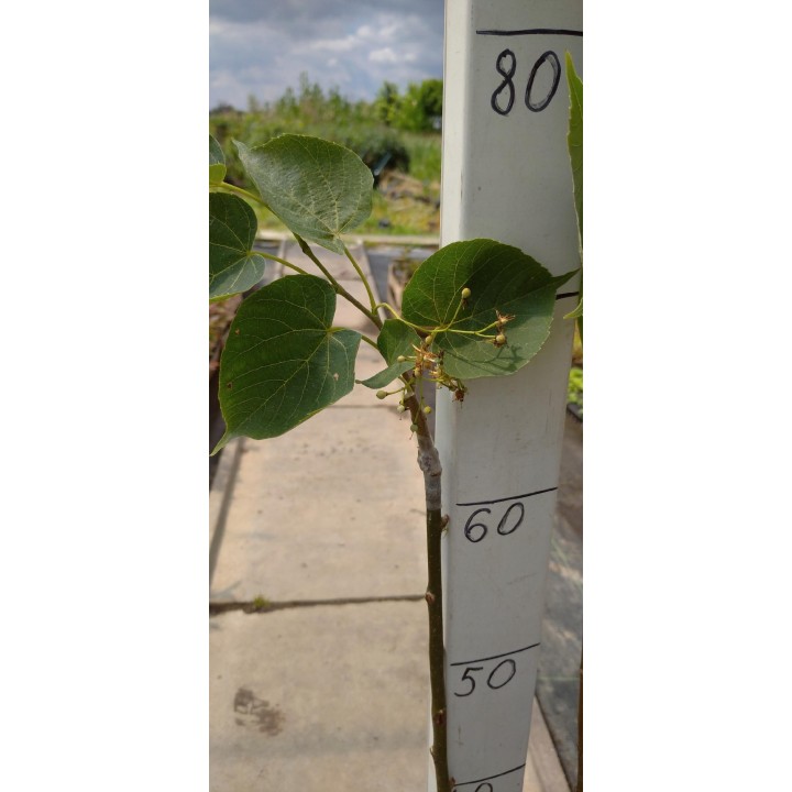 Lipa Moltkiego Dla pszczół Miododajna szczepiona!