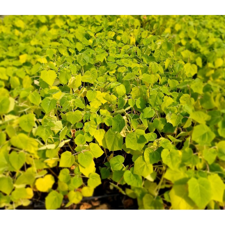 Paulownia cesarskie drzewko szczęścia P9 | Sadzonka 30–40 cm, Klasa Premium