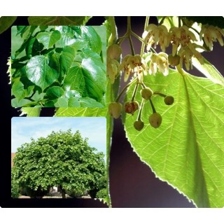 Lipa Krymska szczepiona na pniu silnie Miododajna!