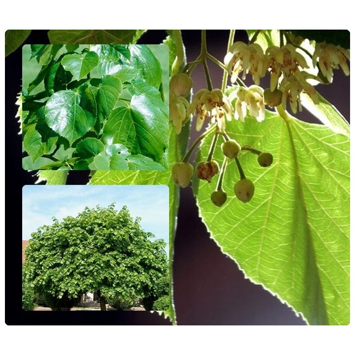 Lipa Krymska szczepiona na pniu silnie Miododajna!