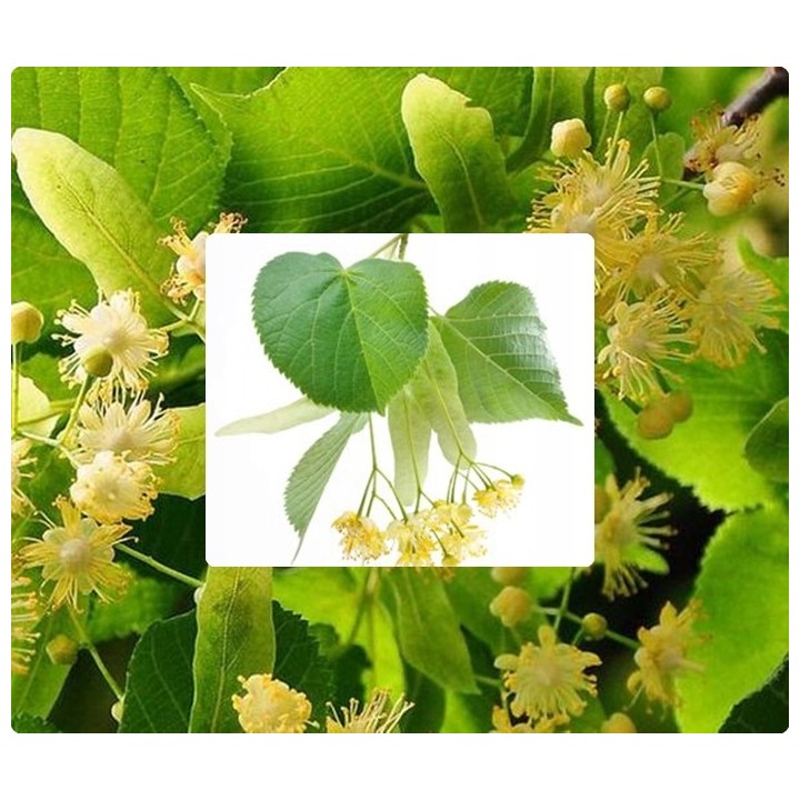 Lipa Krymska szczepiona na pniu silnie Miododajna!