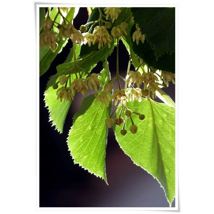 Lipa Krymska szczepiona na pniu silnie Miododajna!