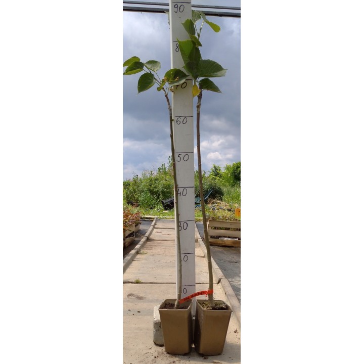 Lipa Moltkiego Dla pszczół Miododajna szczepiona!