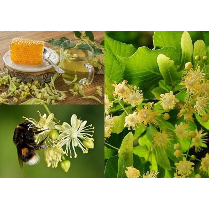 Lipa Krymska szczepiona na pniu silnie Miododajna!