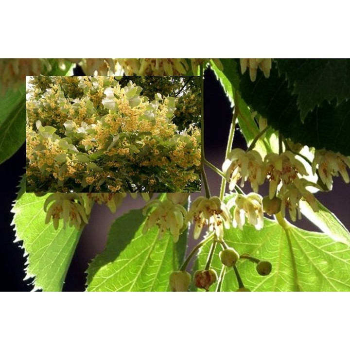 Lipa Krymska szczepiona na pniu silnie Miododajna!