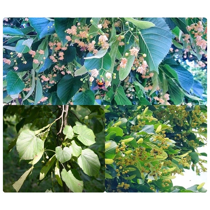 Lipa Moltkiego Dla pszczół Miododajna szczepiona!