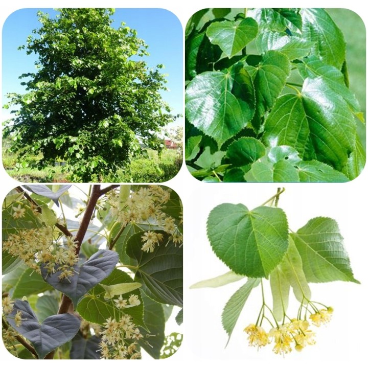 Lipa Krymska szczepiona na pniu silnie Miododajna!