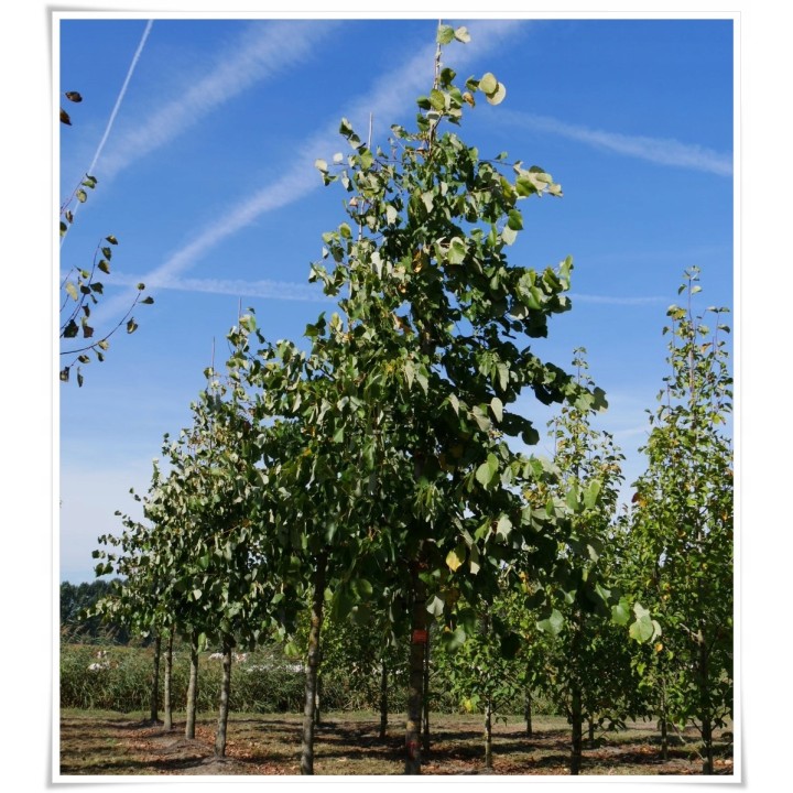 Lipa Moltkiego Dla pszczół Miododajna szczepiona!