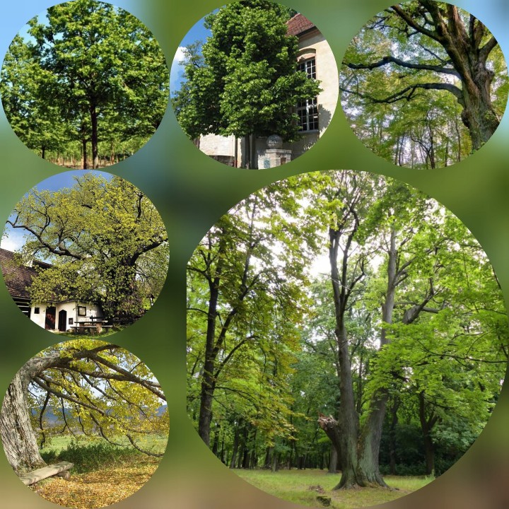 Sadzonka Lipa drobnolistna 120-140 cm – zdrowa, doniczkowana, idealna do ogrodu