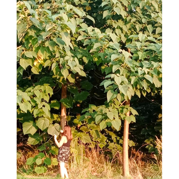 Paulownia cesarskie drzewko szczęścia P9 | Sadzonka 30–40 cm, Klasa Premium