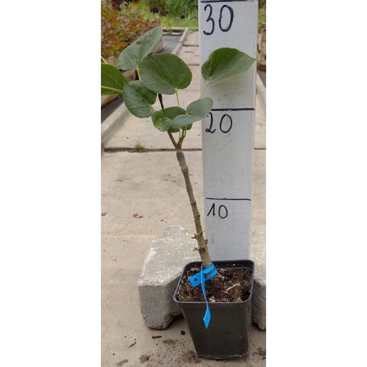 Lipa Krymska szczepiona na pniu silnie Miododajna!