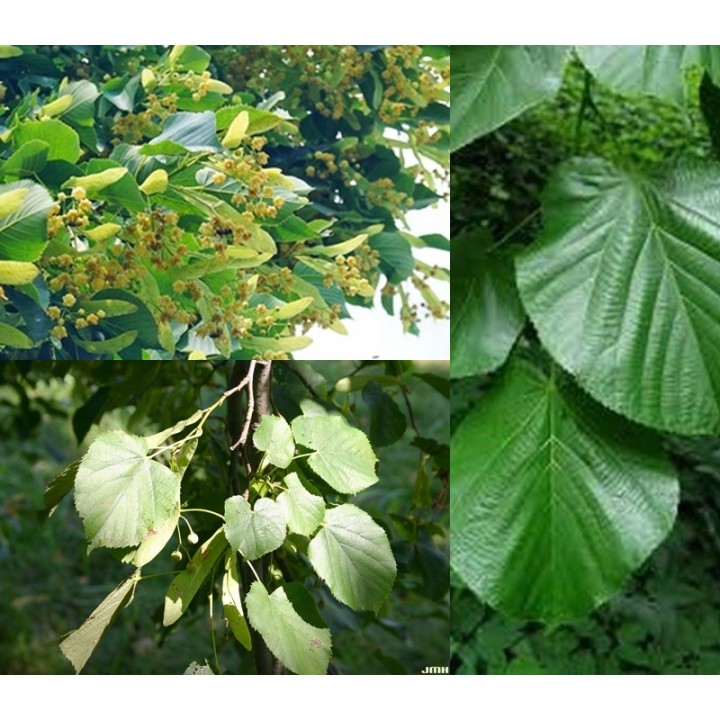 Lipa Moltkiego Dla pszczół Miododajna szczepiona!