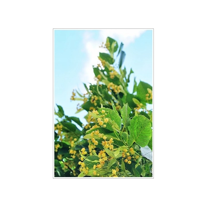 Lipa Moltkiego Dla pszczół Miododajna szczepiona!