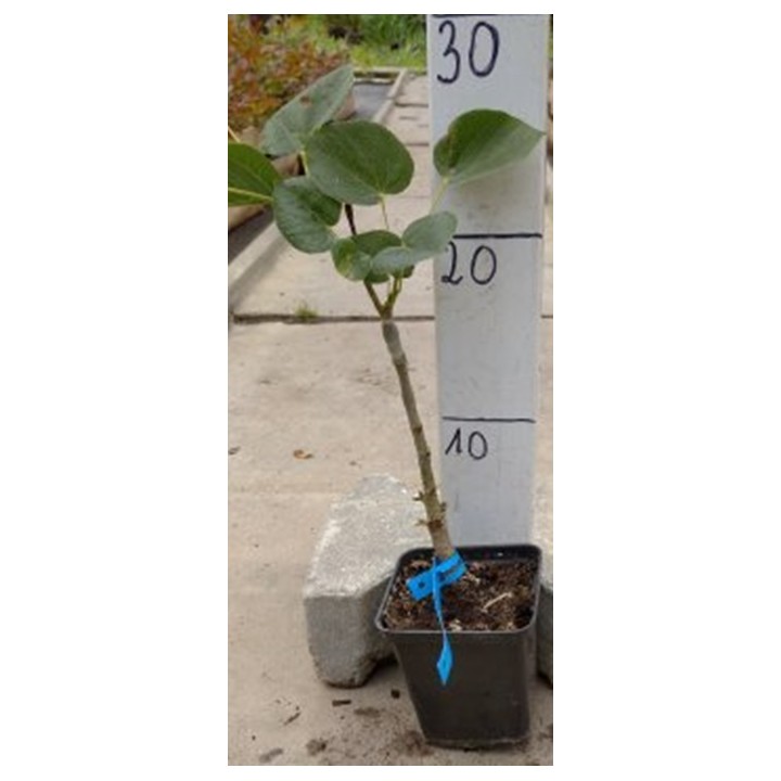 Lipa Krymska szczepiona na pniu silnie Miododajna!