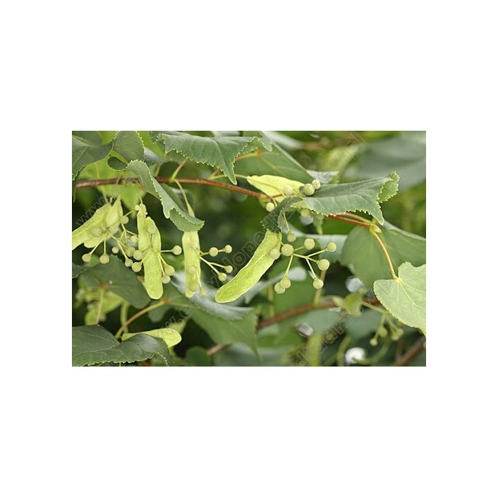 Sadzonka Lipa drobnolistna 120-140 cm – zdrowa, doniczkowana, idealna do ogrodu