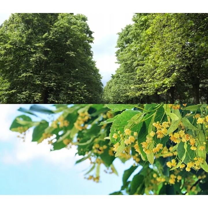 Lipa Moltkiego Dla pszczół Miododajna szczepiona!