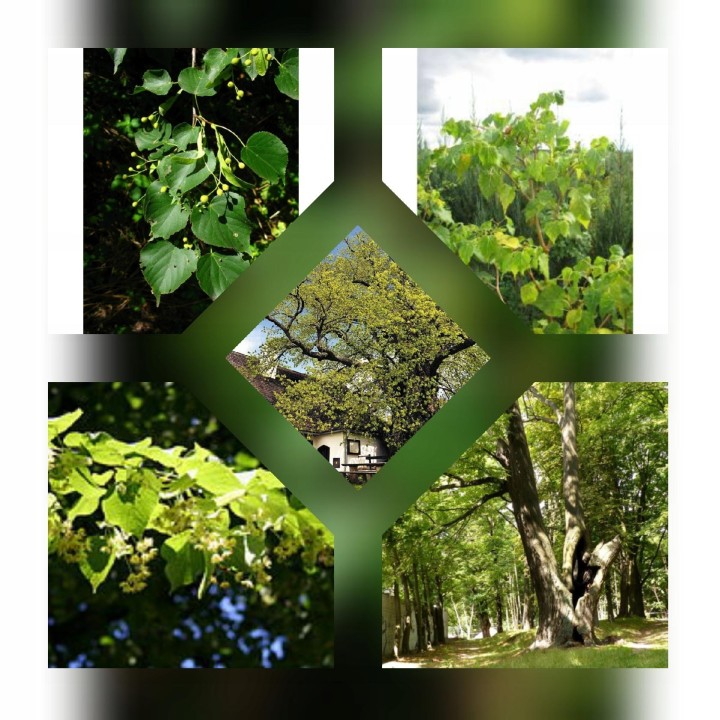 Sadzonka Lipa drobnolistna 150–200 cm — Zdrowa, miododajna do ogrodu