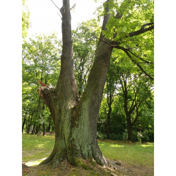 Sadzonka Lipa drobnolistna 120-140 cm – zdrowa, doniczkowana, idealna do ogrodu