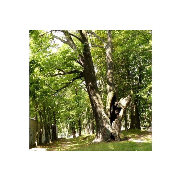 Sadzonka Lipa drobnolistna 150–200 cm — Zdrowa, miododajna do ogrodu