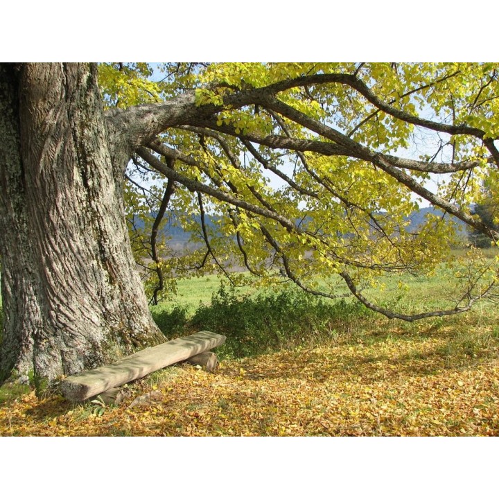 Sadzonka Lipa drobnolistna 120-140 cm – zdrowa, doniczkowana, idealna do ogrodu