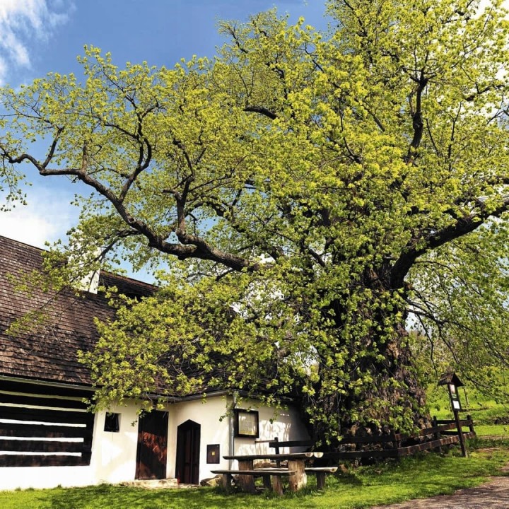 Sadzonka Lipa drobnolistna 150–200 cm — Zdrowa, miododajna do ogrodu