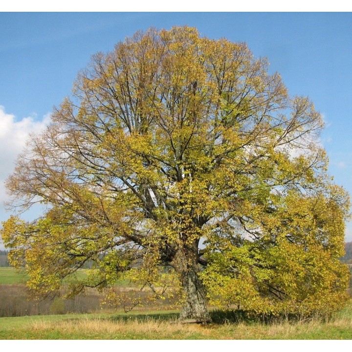 Sadzonka Lipa drobnolistna 120-140 cm – zdrowa, doniczkowana, idealna do ogrodu