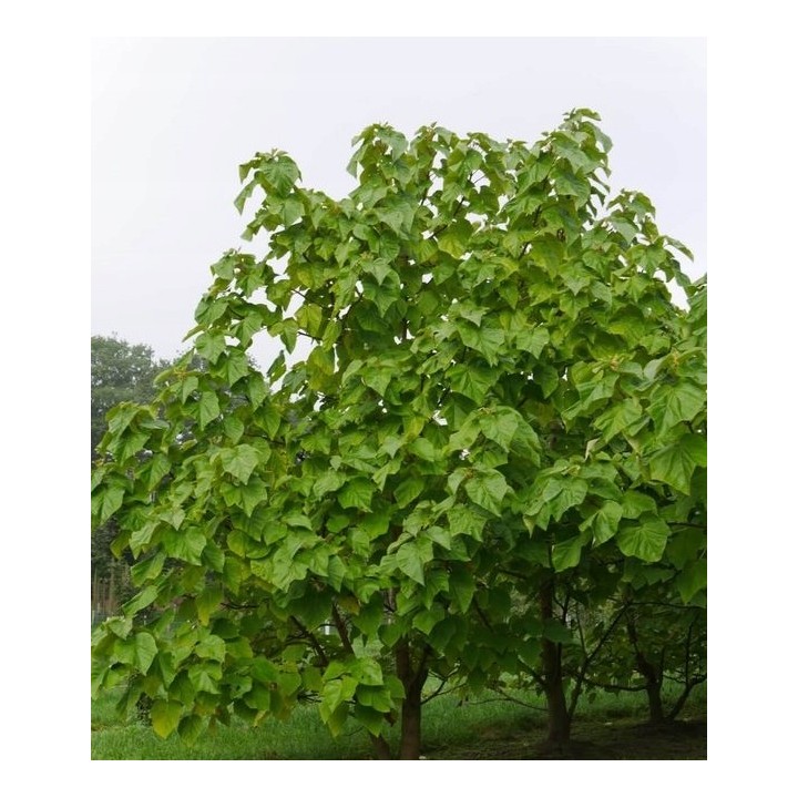 Paulownia cesarskie drzewko szczęścia P9 | Sadzonka 30–40 cm, Klasa Premium